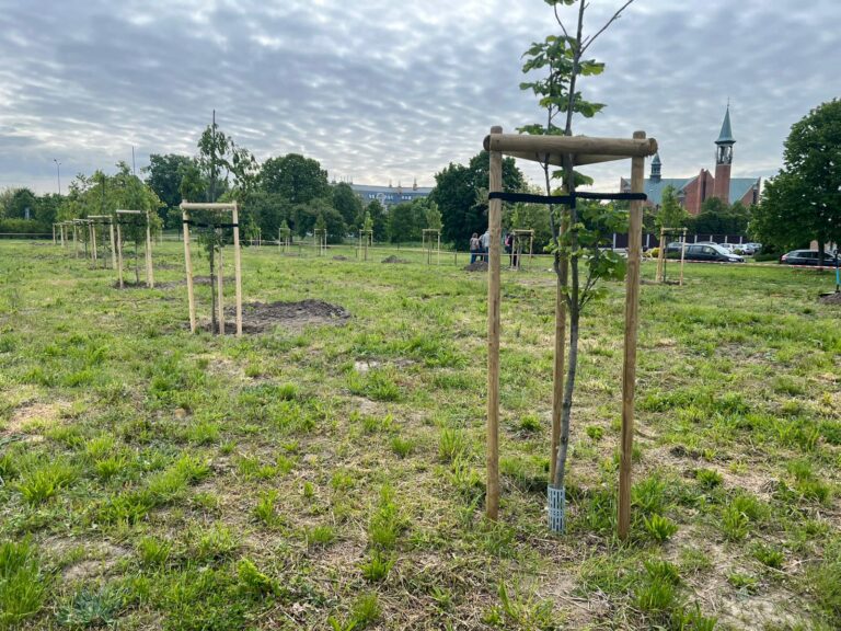 Posadzono 25 kasztanowców