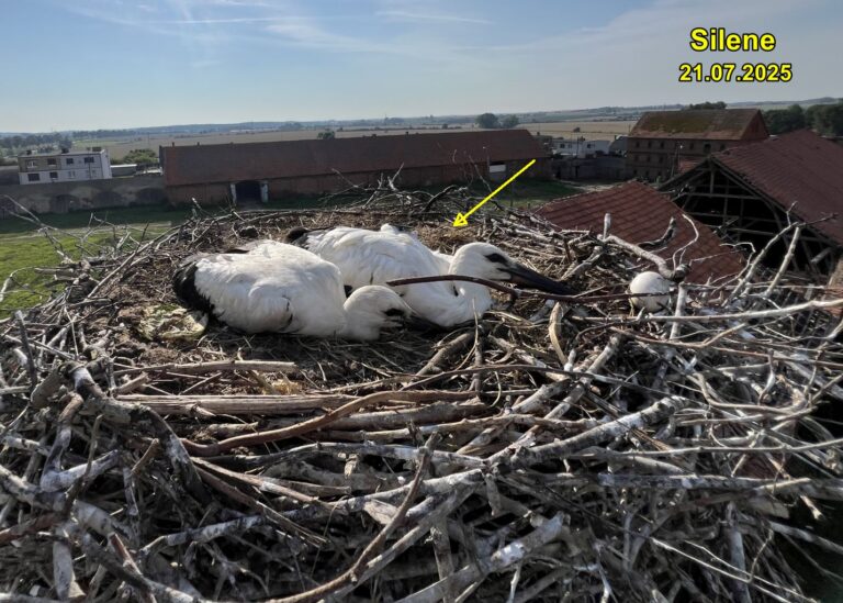 Silene z Czerwonej Wsi na Sylwestra poleciała do RPA