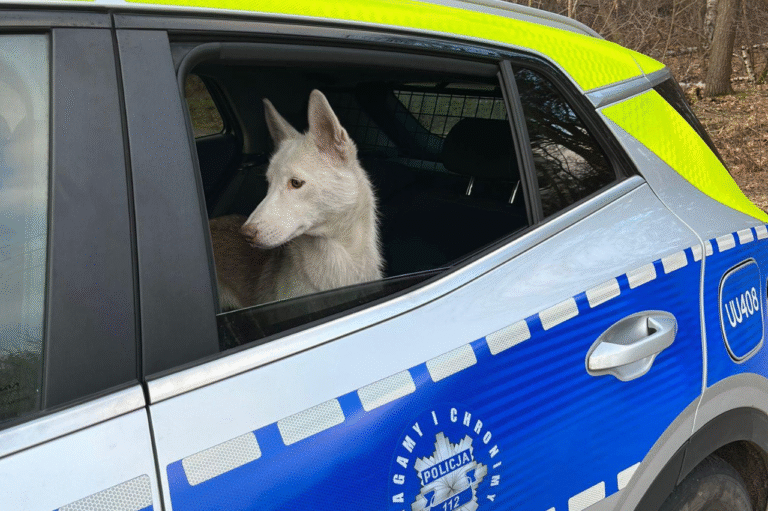 Porzucił psa w Wigilię i odjechał