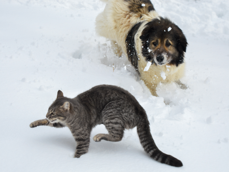 Dwa psy zagryzły kota. Ich właściciel został ukarany mandatem