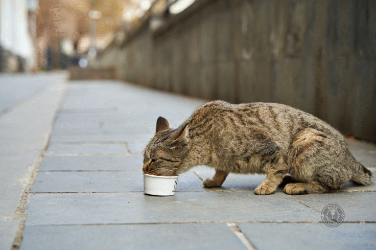 Prawie 1,2 mln zł na opiekę nad bezdomnymi zwierzętami w Lesznie