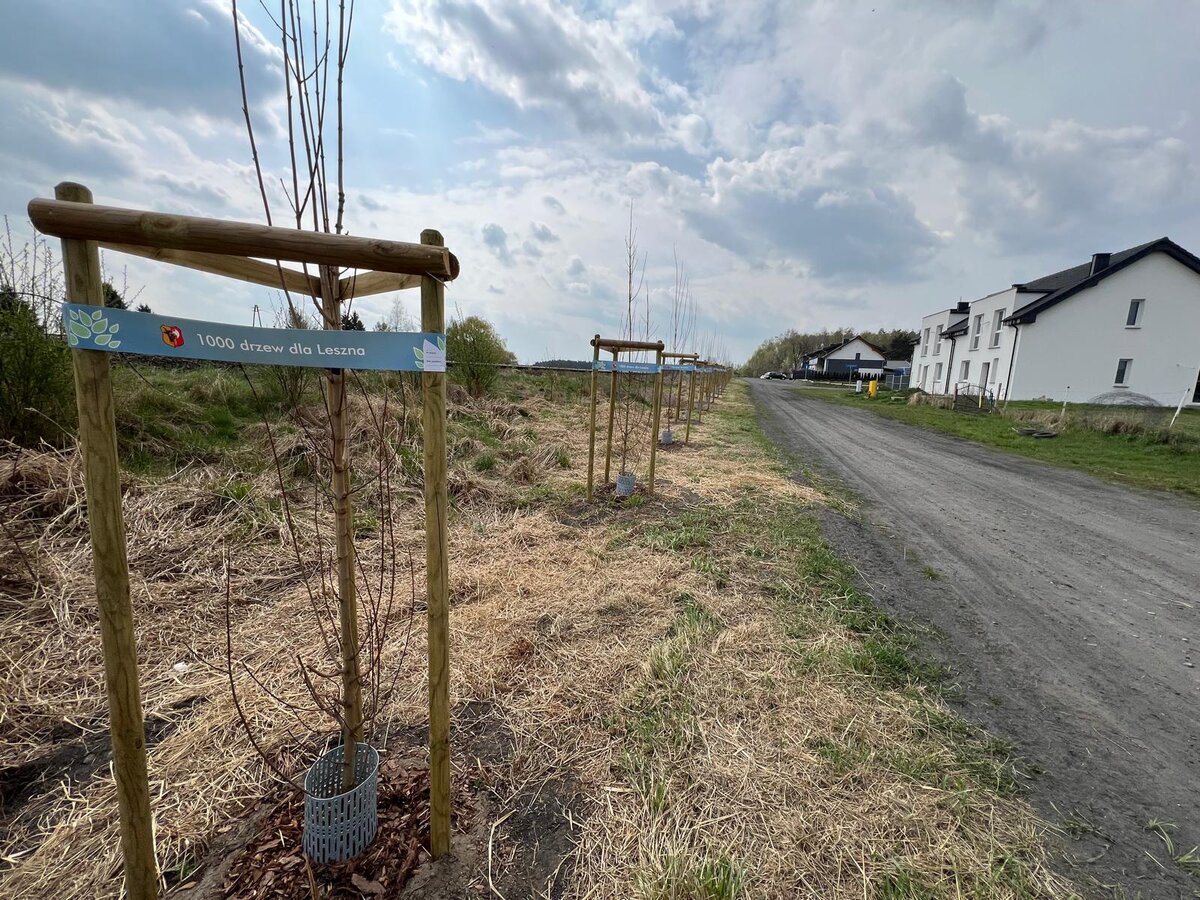 Leszno dosadza drzewa